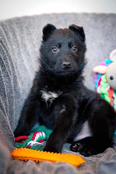 DIOR pies szczeniak owczarek niemiecki schronisko