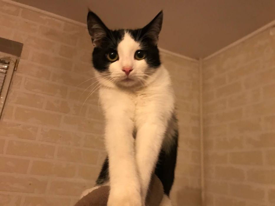 Отдам котят в хорошие руки