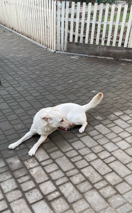 Отдам даром в добрые руки собаку метис лабрадора