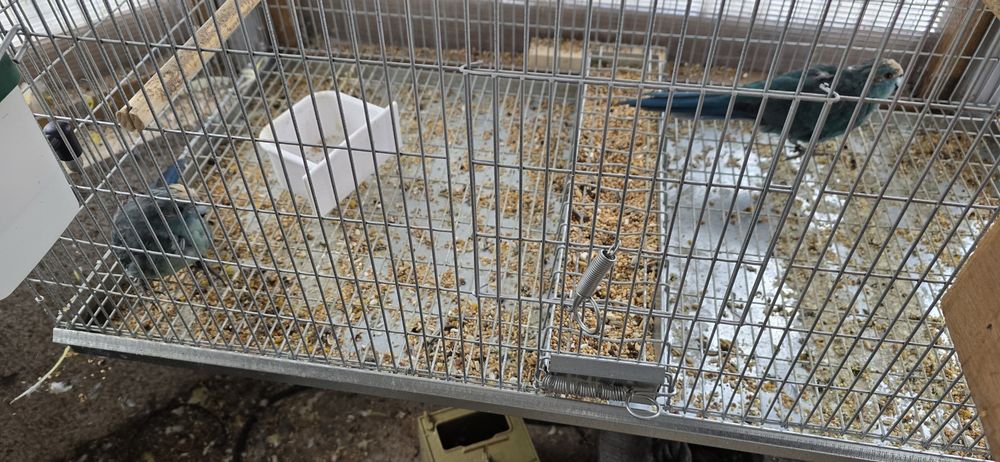 Casal de kakarikis azuis