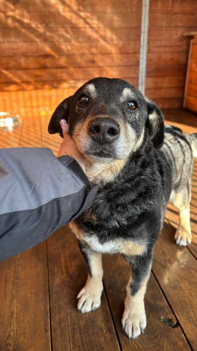 Marty senior do adopcji Kalisz Poznan Wroclaw Lodz