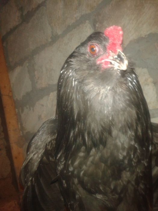 Продам инкубационное яйцо от кур породы Амераукана Голубая