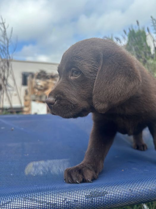 Labrador retriever czekoladowy szczeniak, piesek