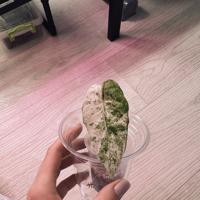 Алоказия  дітки різні сорти