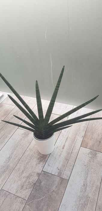 Sansewieria walcowata