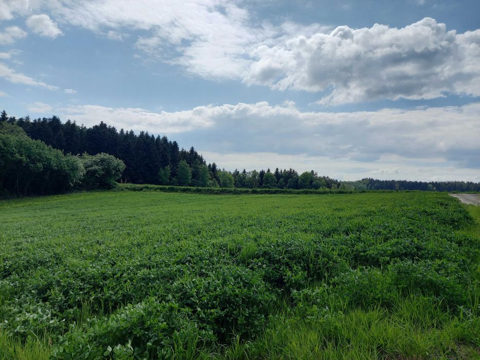 Bele, baloty sianokiszonka z koniczyny oraz traw