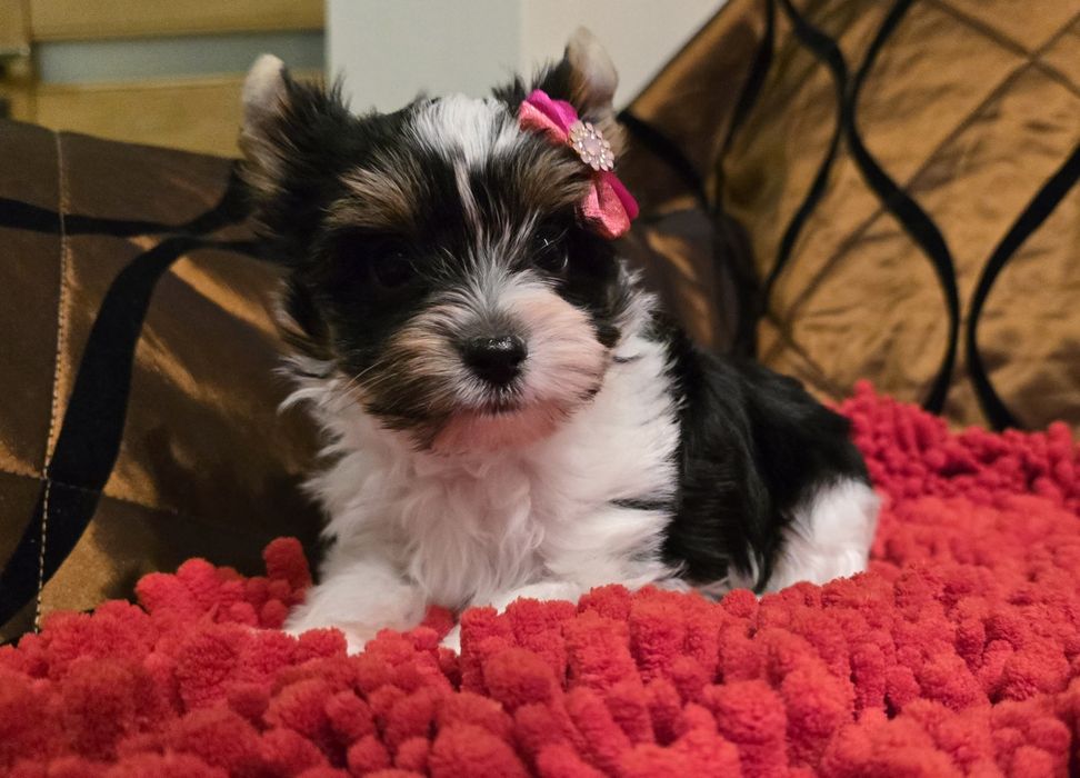 York biewer - Suzi z rodowodem !