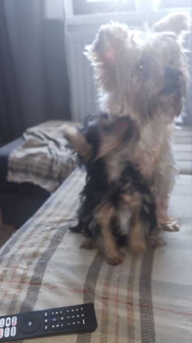 YORK szczeniak piesek