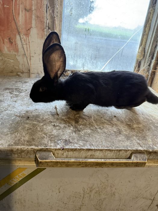 Olbrzym belgijski czarny