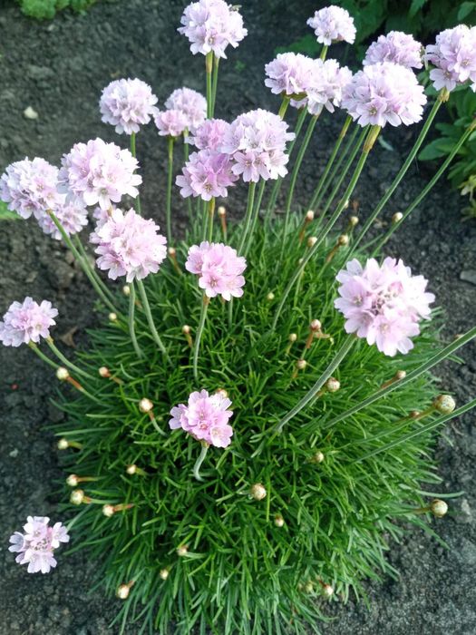 Армерія, Флокс розчепірений,Ромашка