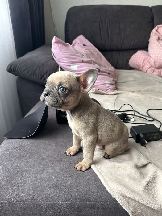 Французький бульдог хлопчик