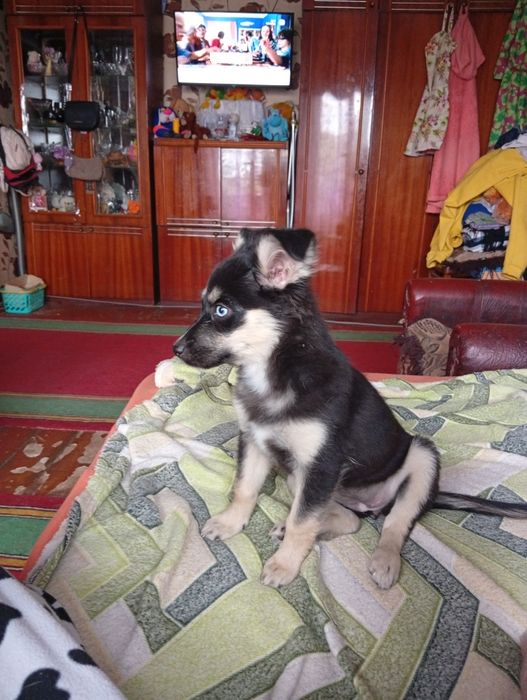 Собачка маленькой породы