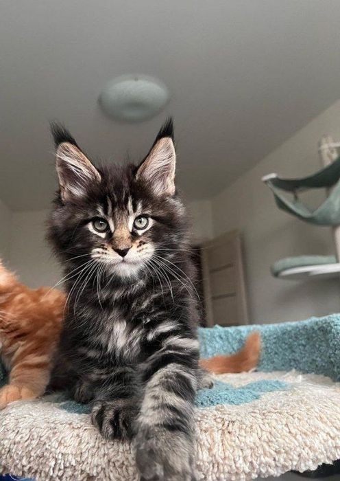 Мейнкуны на продажу