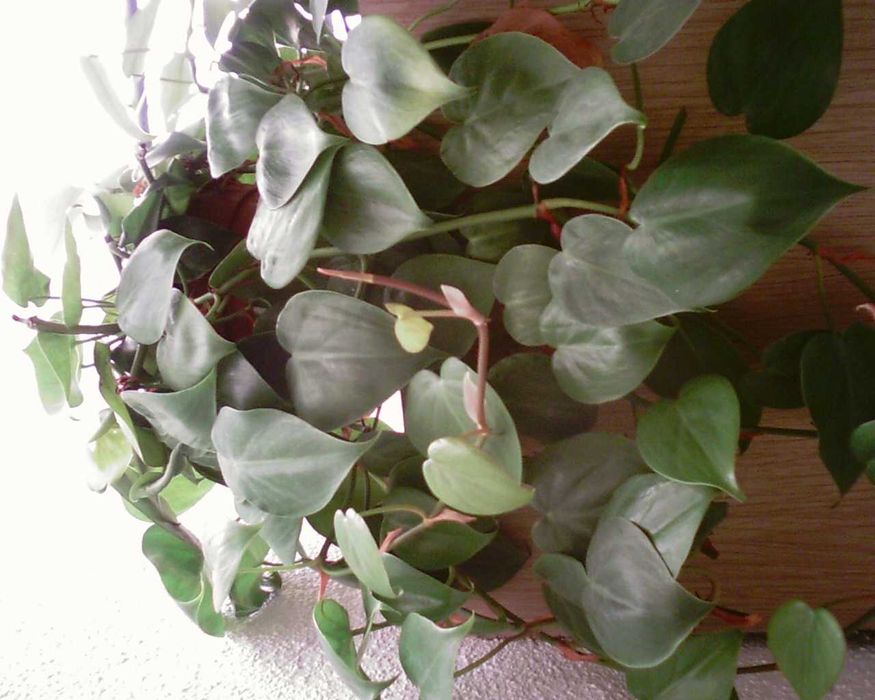 Filodendros - Plantas de interior