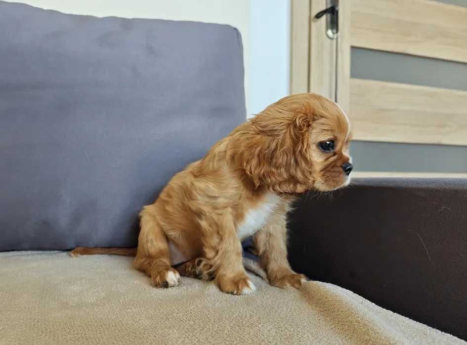 Cavalier king Charles