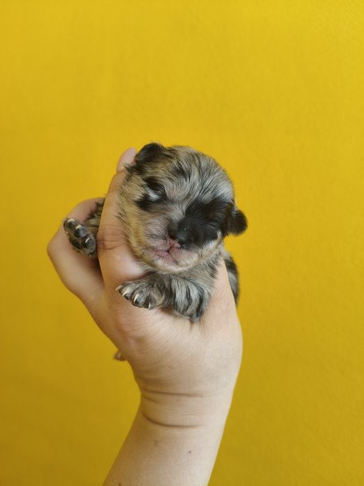 Spitz alemão menino