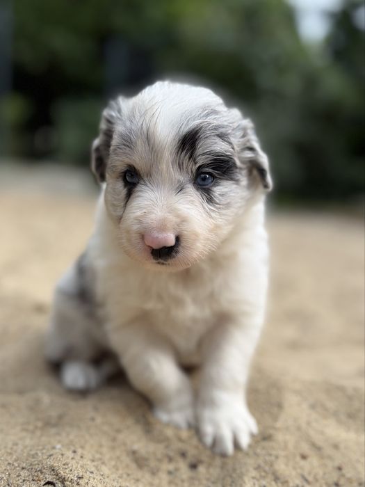 Suczka Heart of Gold BORDER COLLIE (FCI/ ZkwP)