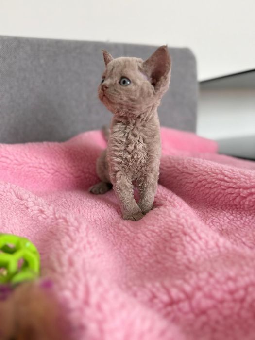 Kot Devon Rex kolor liliowy rodowód WCF Jaśminowy Powiew*PL