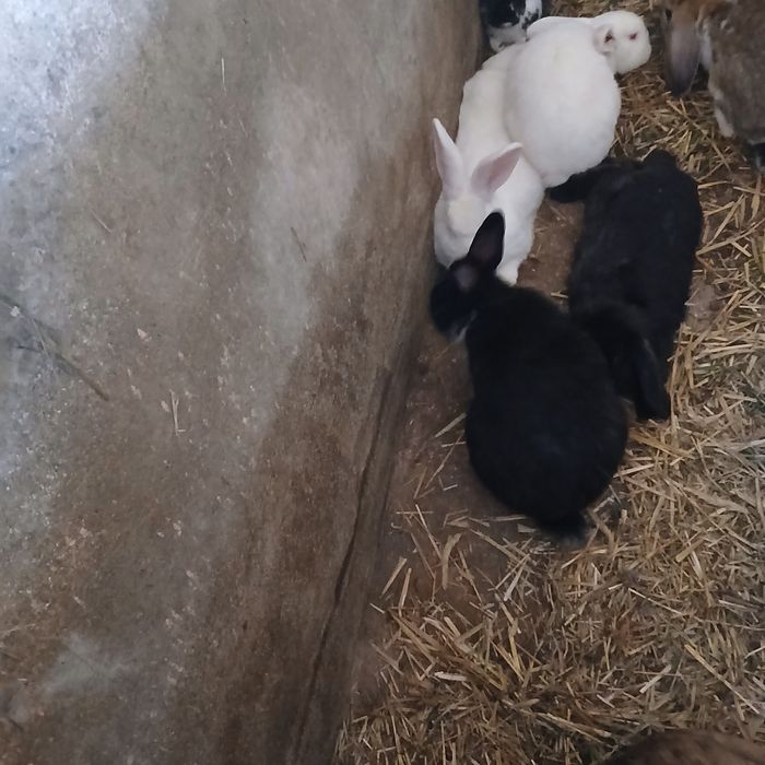 Sprzedam samice  8  miesięczne