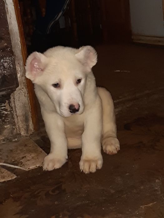 Тато Джоньо.Мама Стела.