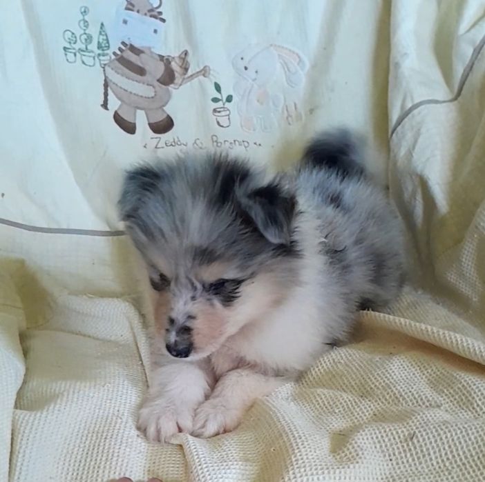 Колли девочка мрамор