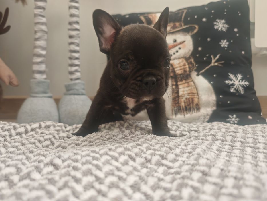 Buldog Francuski czarny