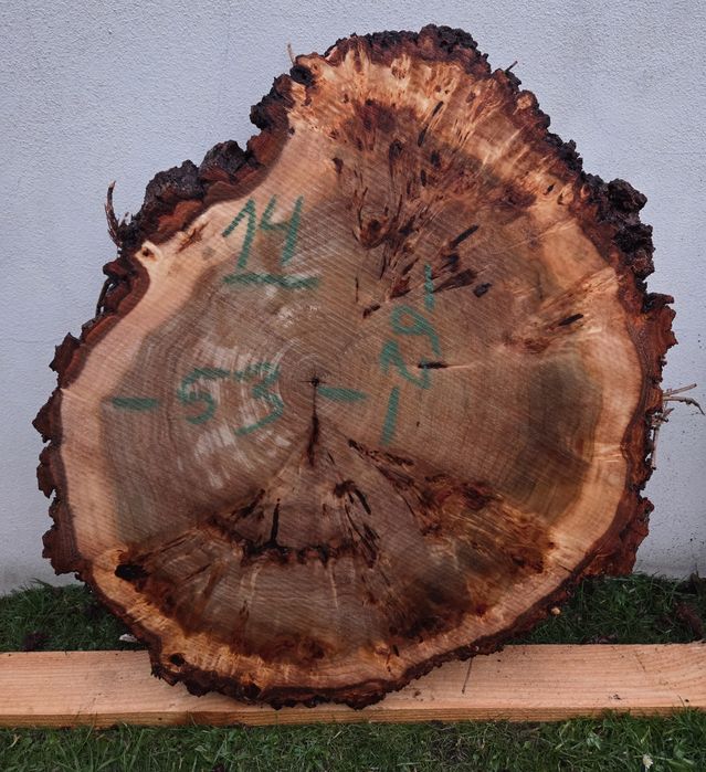 Plaster topoli z czeczotą