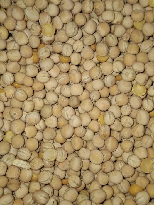 Groch siewny astronaute