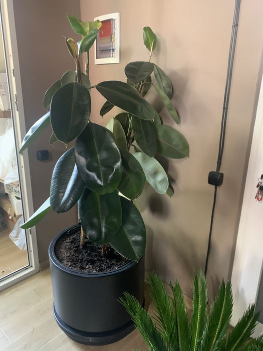 Фікус Робута вис  1, 80  РОЗПРОДАЖ