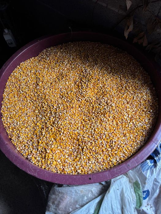 Milho médio caseiro