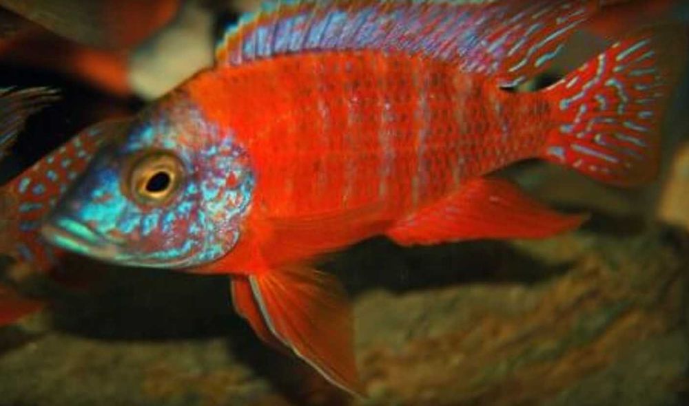 Aulonocara RED RUBIN - SAMCE XXL - 10CM - dowóz, wysyłka