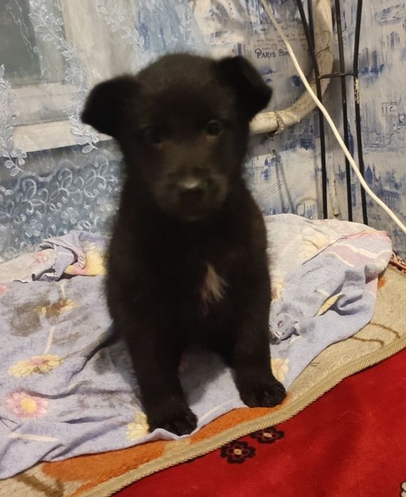 Милі щенята шукають люблячий дім