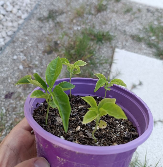 Planta maracujá roxo
