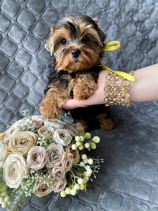 Йорки гарнесенькі