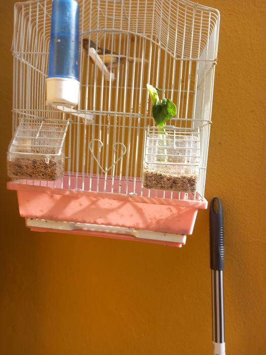 Canario a cantar com gaiola