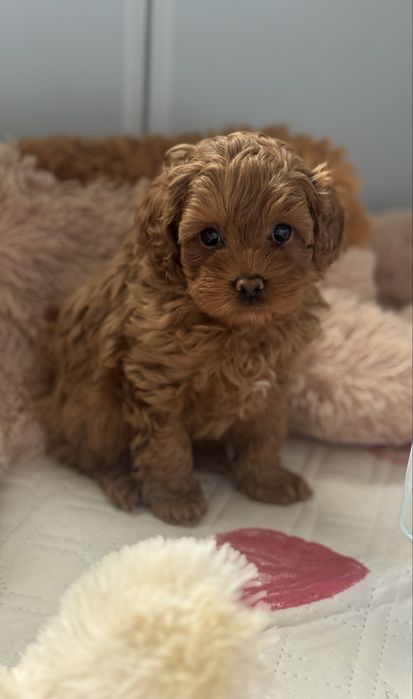 Cavapoo F1b - chlopczyk - rezerwacja