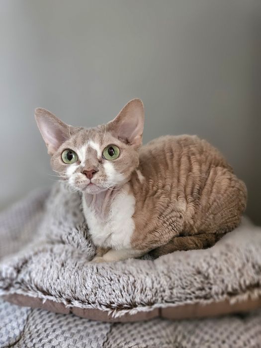 Liliowo-biała kotka Devon Rex