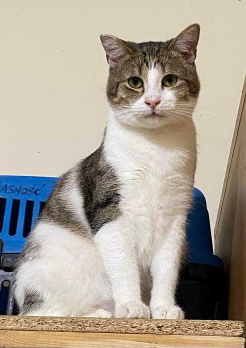 Kocurek Dior czeka na cud!