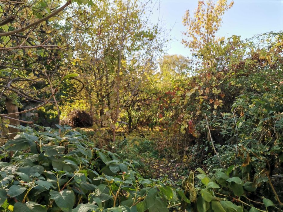 Поселю в дом 2 комнаты, участок.