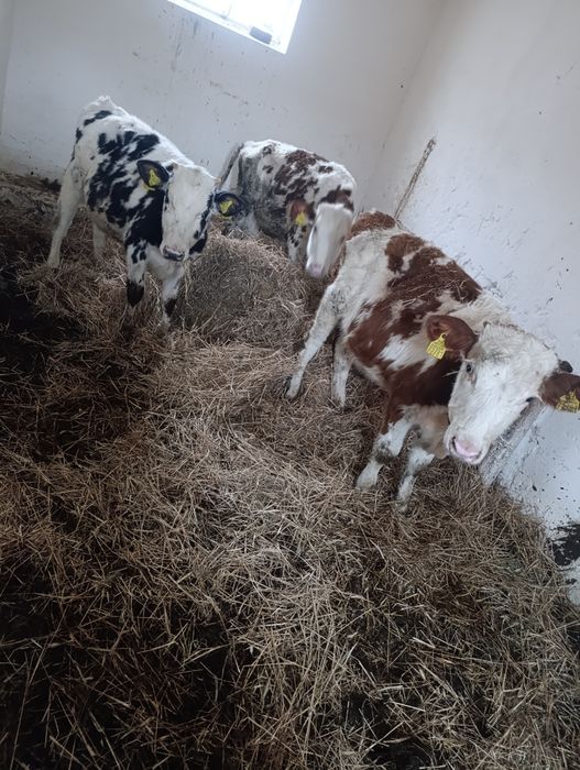 Witam sprzedam 2 jałowki i byczka