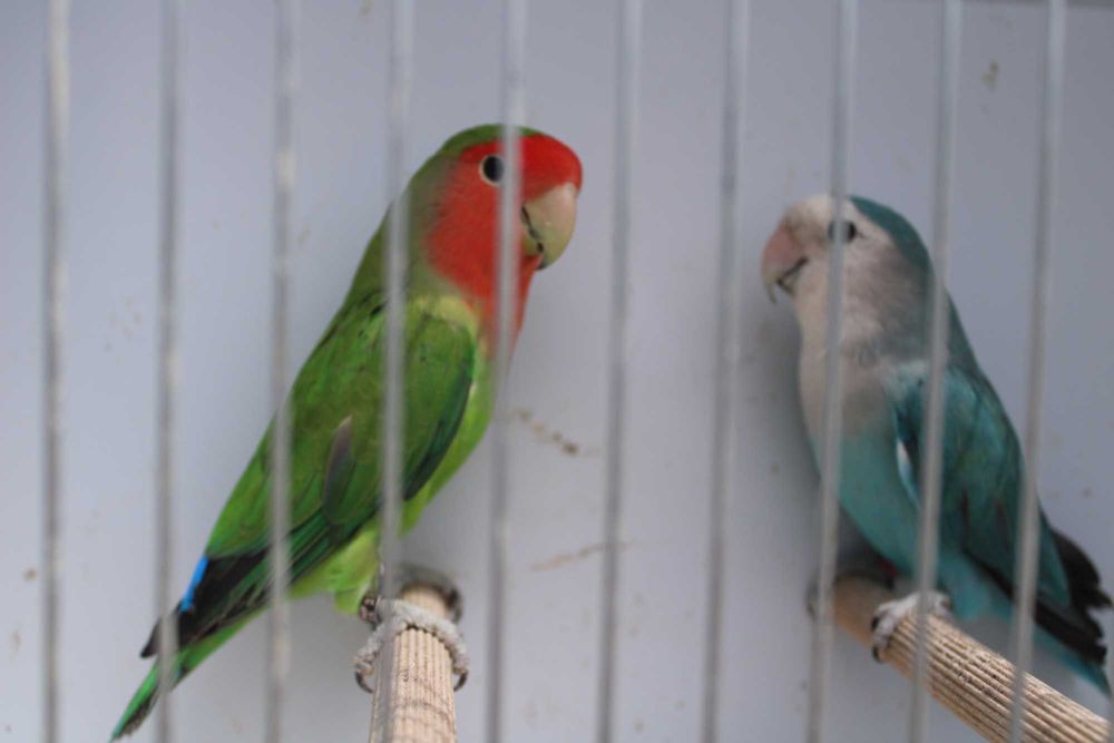 Agapornis roseicollis longfeather