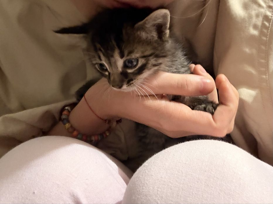 Kot kotki do adopcji