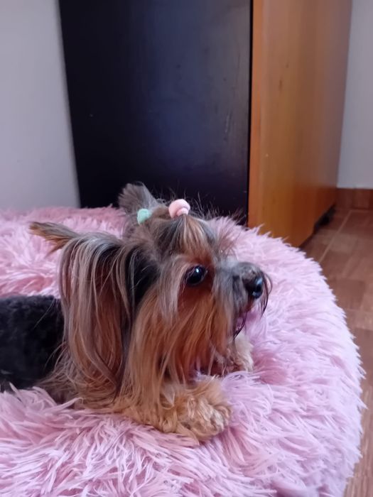 Yorkshire terrier macho para acasalar414933046767790086