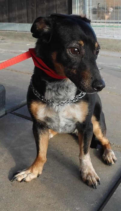 Znaleziono niedużego pieska przy Kołobrzeskiej