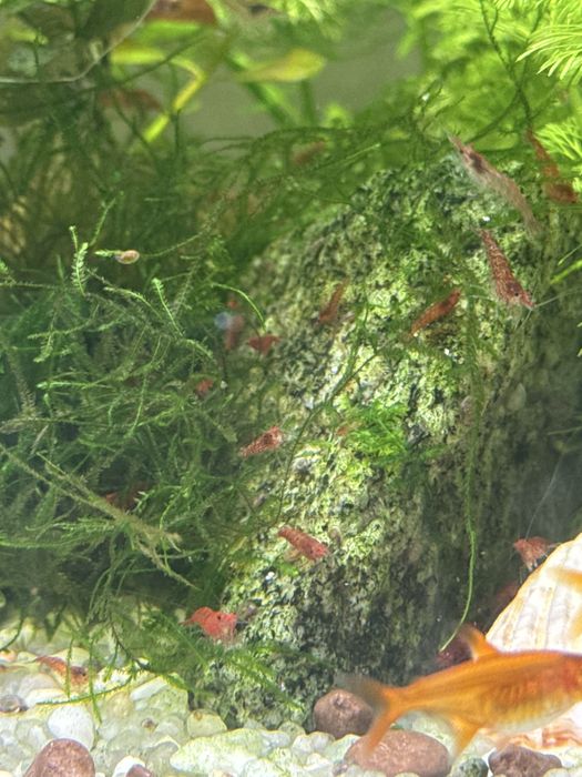 Vendo plantas de aquario, musgo hava e camaroes