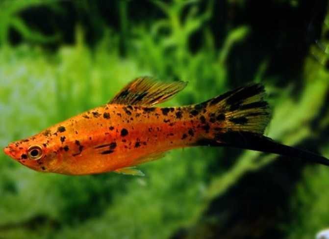 Xiphophorus helleri mieczyk czerwony berliński