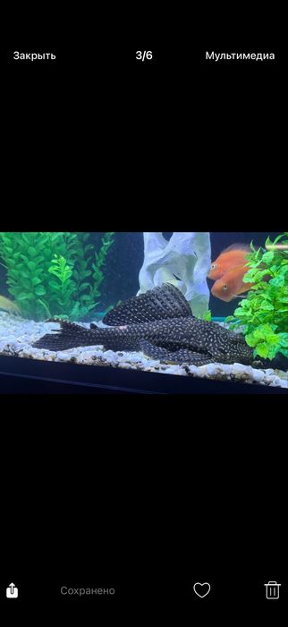 Продам сом: Пангасиус и Птеригоплихт