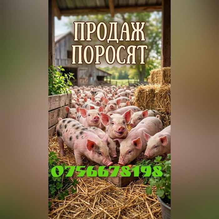 Поросята велика біла