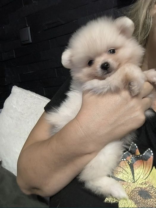 Spitz Anão.Lulu da Pomerânia. Perfeito