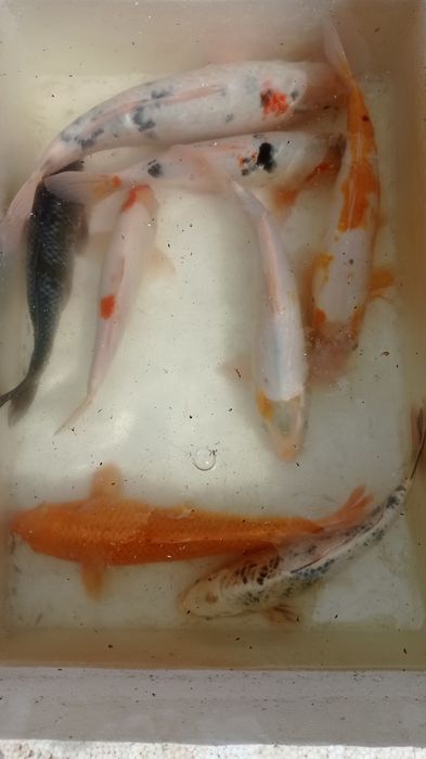 Carpas koi reprodutoras